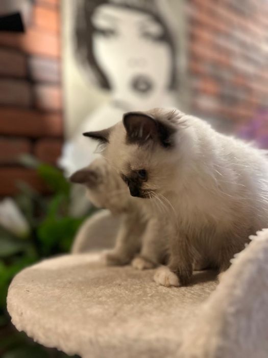 Ragdoll koteczka kocurek gotowe do zmiany domku