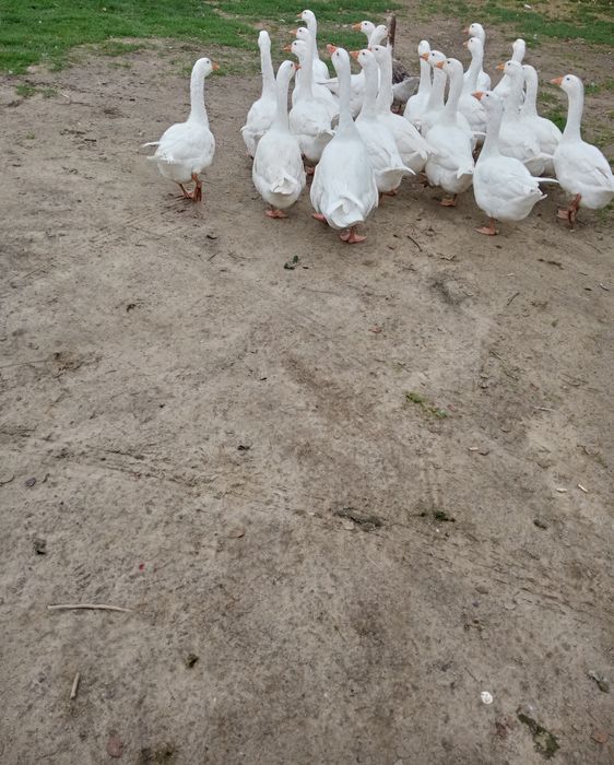 Gęśi do dalszego chowu