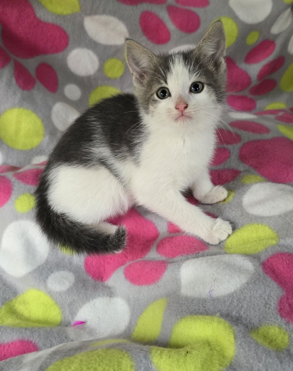Mały kotek do odbioru kocurek koteczka kotka Maine coon Brytyjski