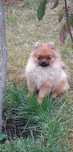Szpic miniatorowy Pomeranian mini suczka