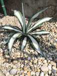 Vendo Planta Agave