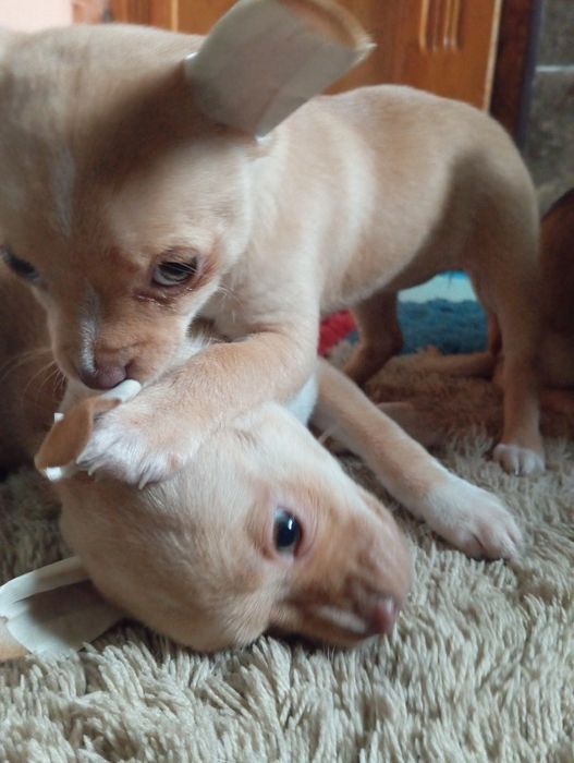 Стандарт чіхухахуа