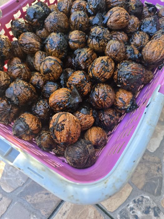 Orzechy włoskie duże JACEK