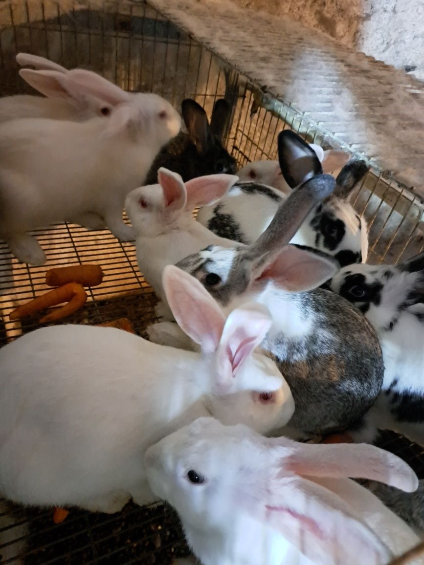 Coelhos caseiros