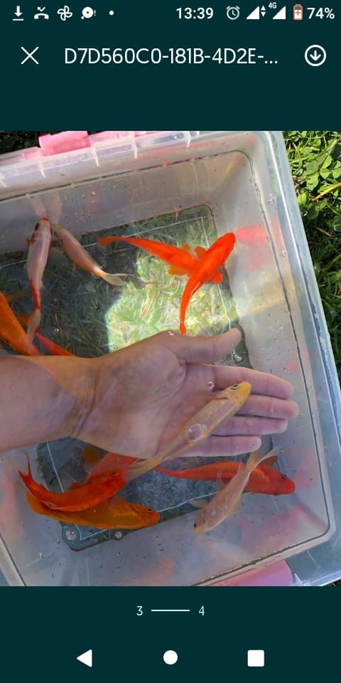 Carpas de varios tamanhos