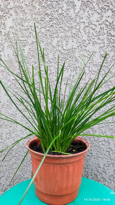 Зефирантес белый ("выскочка", "домашний нарцисс")