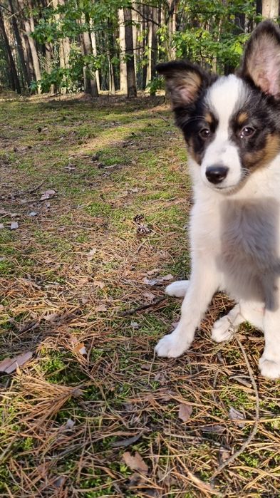 Border Collie suczka czarno biała tricolor