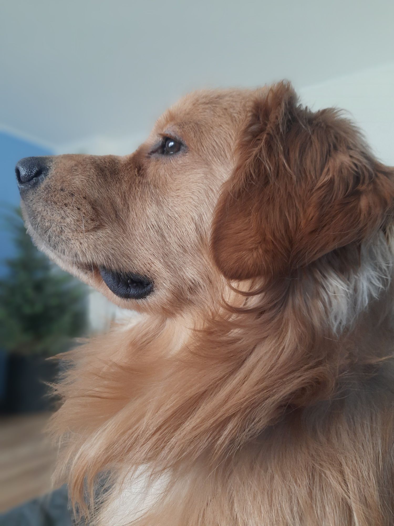 Reproduktor Dragon  Golden Retriever. Chętnie przekaże dobre geny