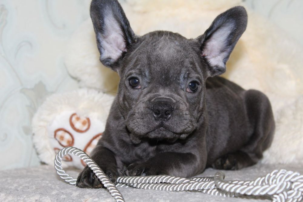 Хлопчик та дівчинка французики