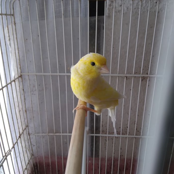 Canárias  Timbrados espanhol