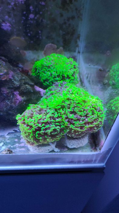 Euphyllia paraancora Fluo Gdynia/Gdańsk