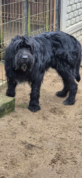 Piesek około 2 lata