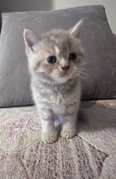 Продам шотландських котиків