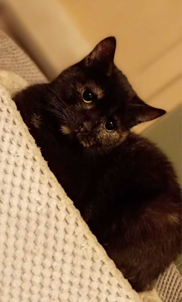60 kotów do adopcji