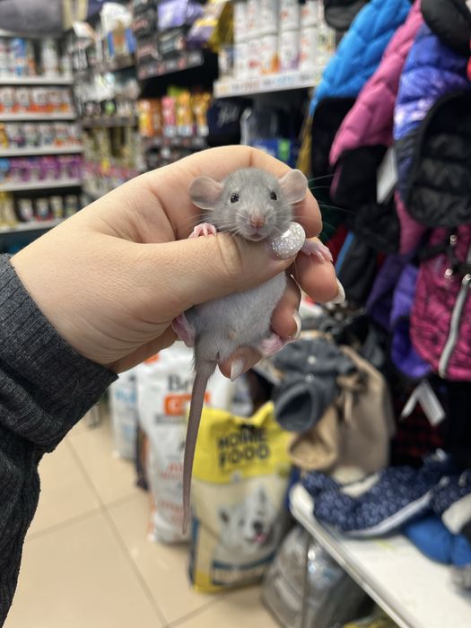 Декоративні пацючки (малюки) 1 міс