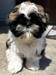Shih tzu piesek Marcel gotowy na nowy domek.