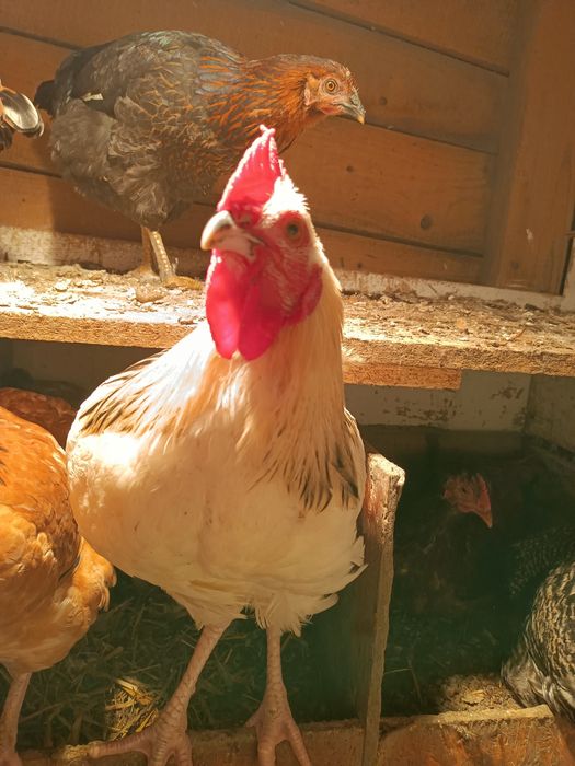 sprzedam młodego koguta