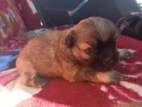 Shih tzu  oddam w dobre ręce za darmo ZA DARMO (REZERWACJA)