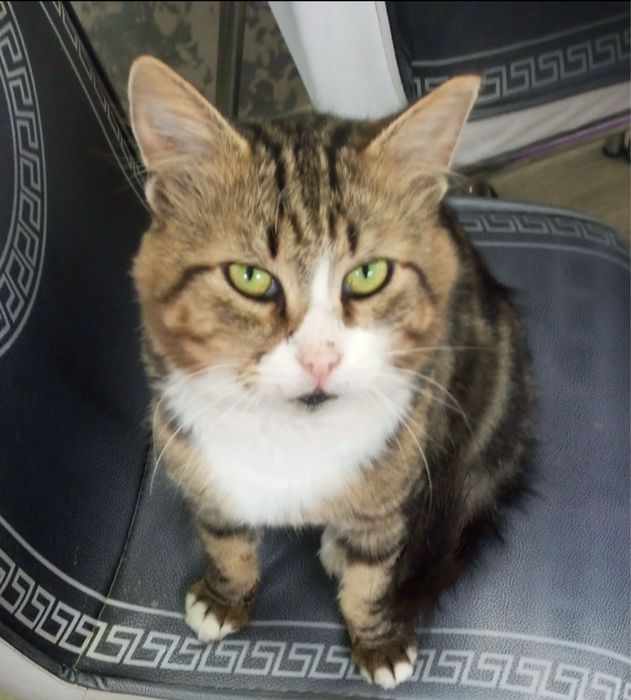 ПРОПАЛ КОТ, помогите пожалуйста найти