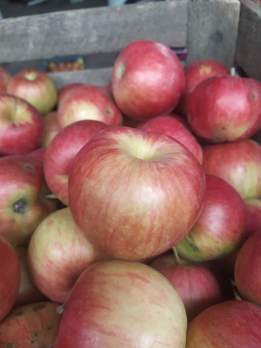 Jablka bez oprysków i nawozu