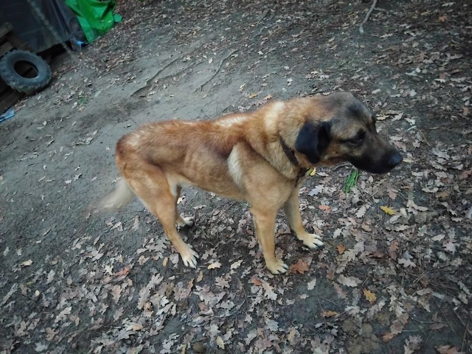 Cao da serra para adopção