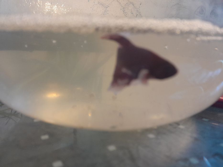 Betta juvenis disponíveis para venda