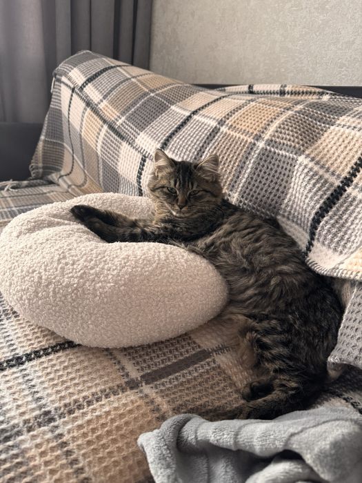 Смугасте кошеня, дівчинка