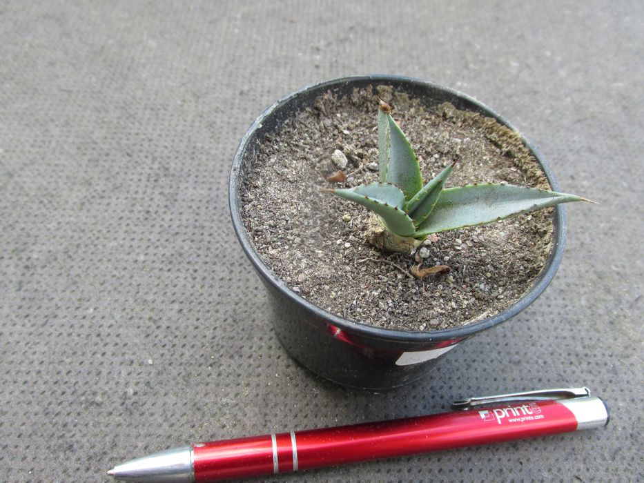Mrozoodporna agawa do -12°C - Agave x nigra - sadzonka