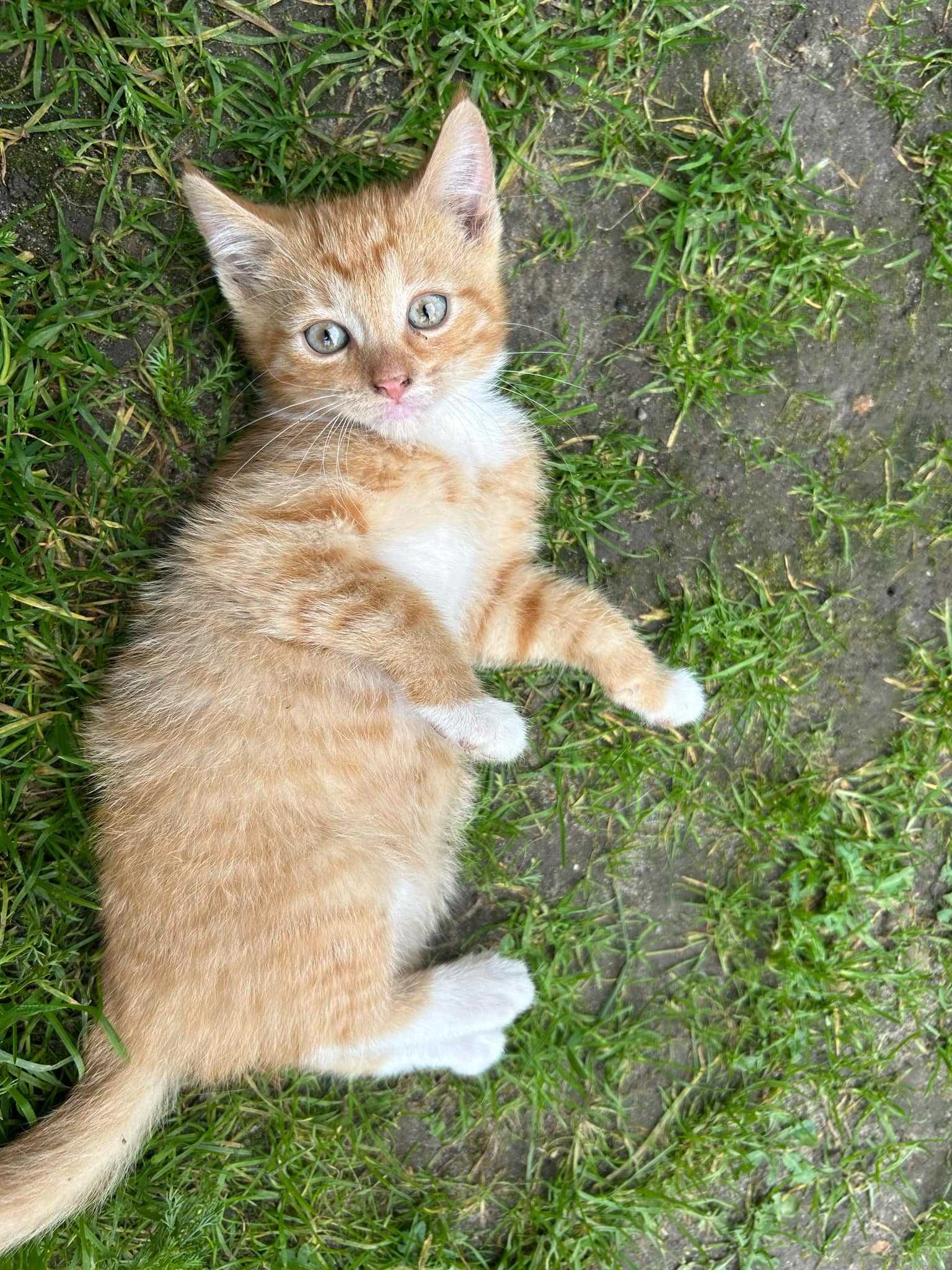 Oddam KOTA KOTY w dobre ręce ;)
