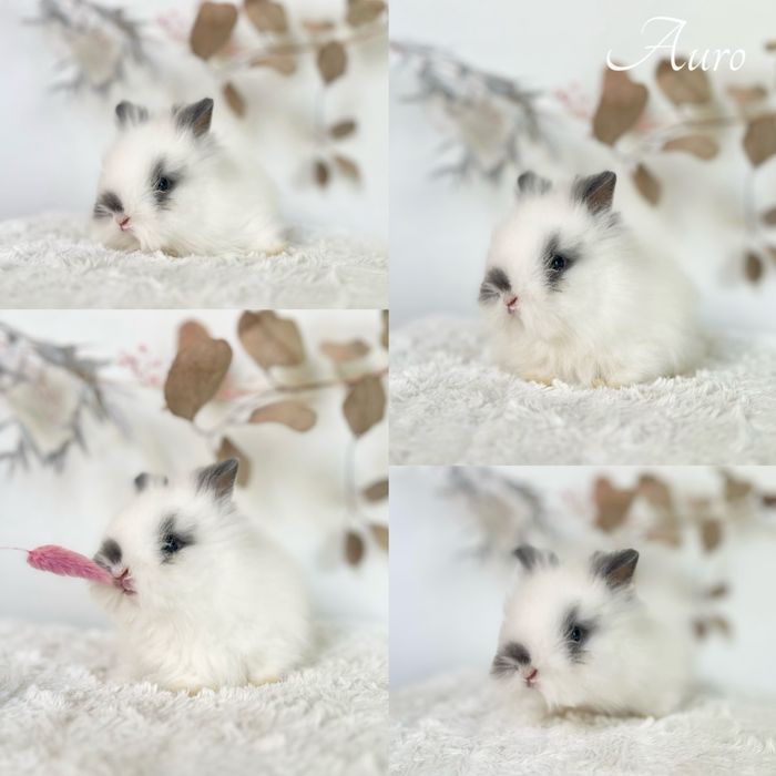 Króliczki Karzelek Teddy i Karzełek Niderlandzki Czysto rasowe z doku