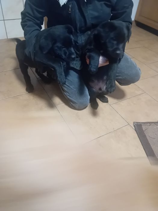 Pieski czystej rasy labrador