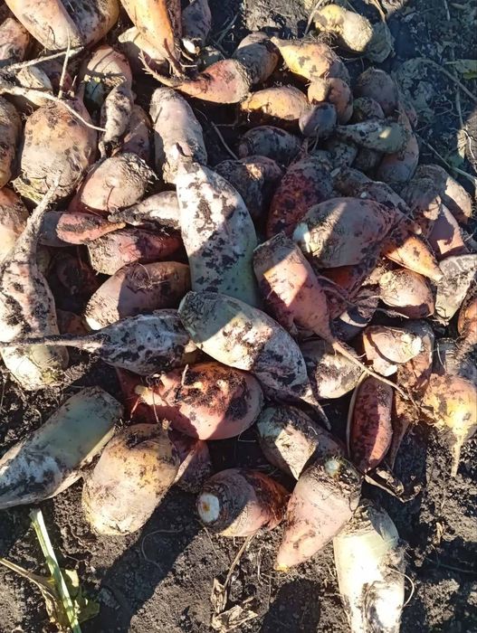 Продам буряк кормовий.