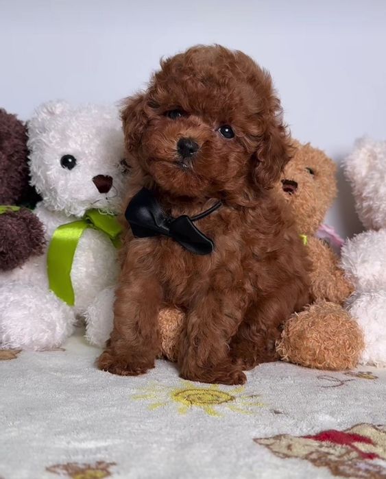 Чудовий хлопець.  той пудель