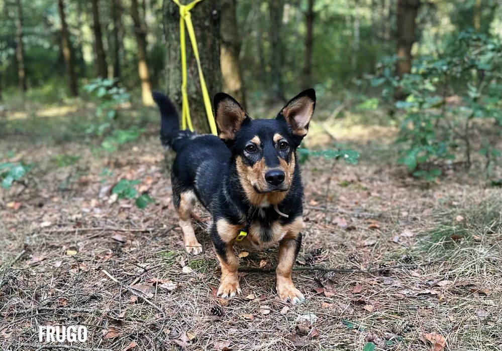 W typie korgi 2 letni aktywny Frodo, adopcja za darmo oddam