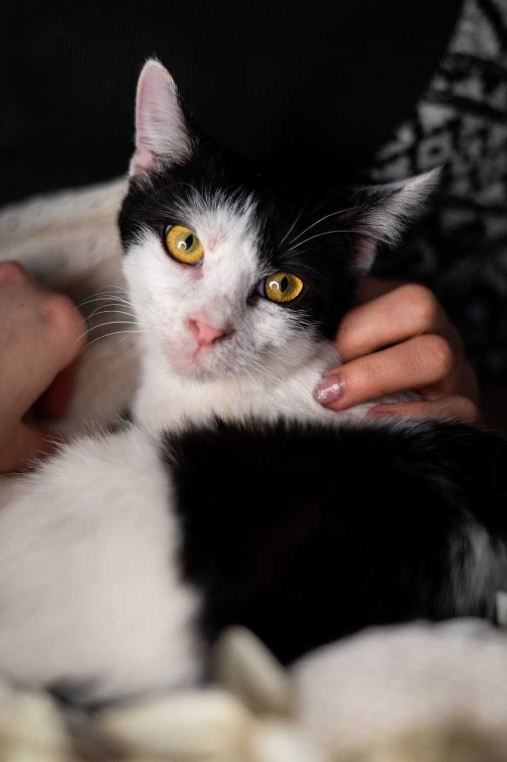 Śliczna LAWENDA czeka na adopcję