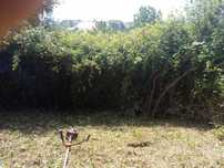Manutenção de terrenos, corte/poda árvores