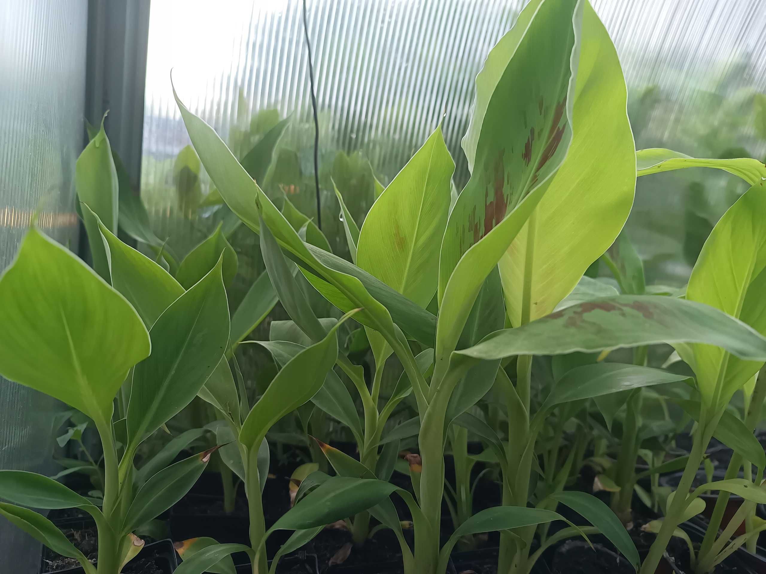 Bananowiec MUSA ACUMINATA GRAND NAIN banan jadalny sadzonka P7 20-30CM
