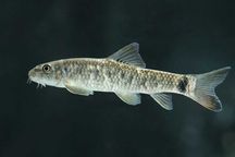 Garra rufa tylko 8 zł