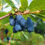 Jagoda kamczacka 'Karina' Plenna duże owoce (Lonicera caerulea)