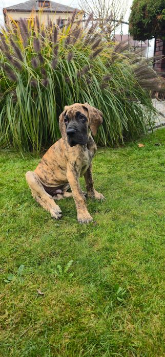 Dog Niemiecki Szczenię