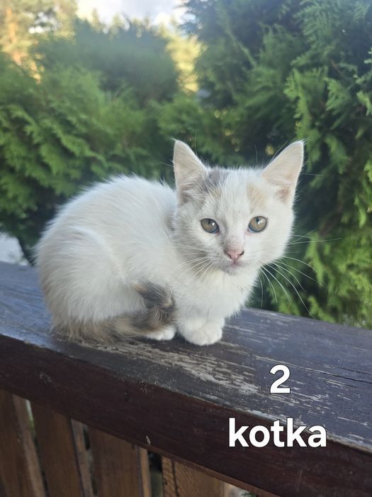 Oddam kotki w dobre ręce