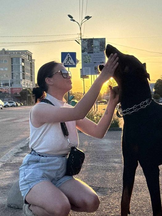 2-А кобеля добермана на вязку.Гром 5 лет.Бумер 1 г 4 месяца.Собаки с д