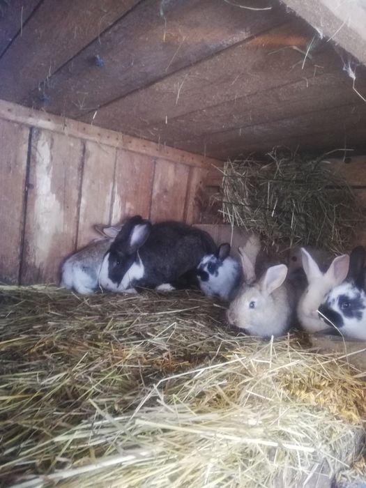 Sprzedam samiczke holenderska z 8 młodymi