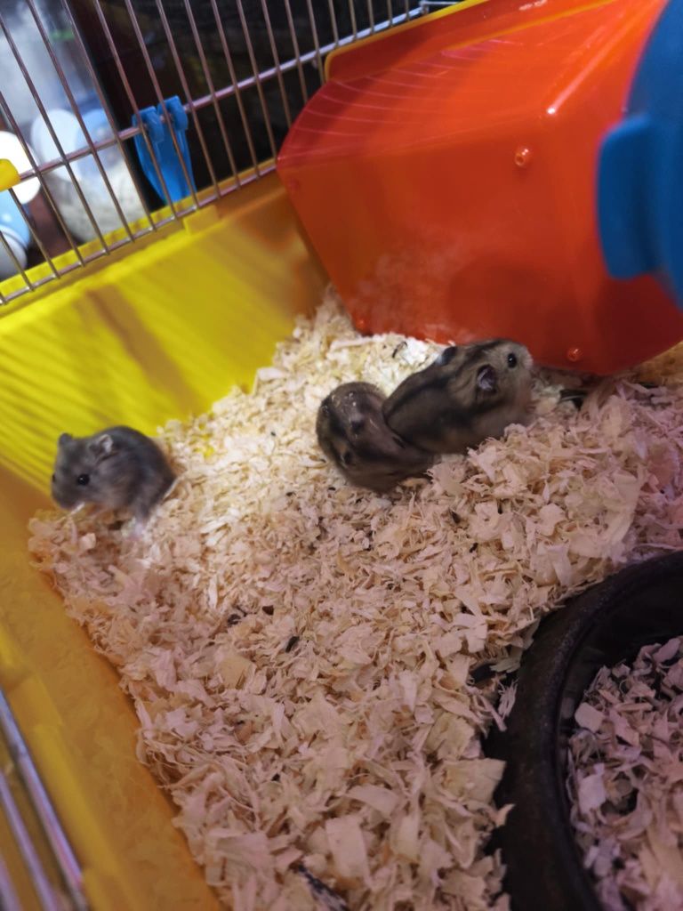 Oddam chomiczki dżungarskie