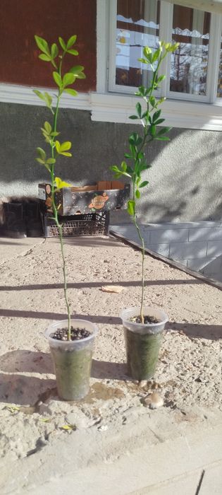 Трифоліата звичайна