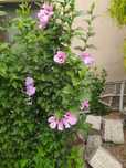 Hibiskus różowy piękne sadzonki ketmia