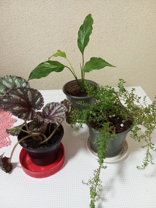Кімнатні рослини набір спатифілум варієгатний, бегонія Фламенко,пілея