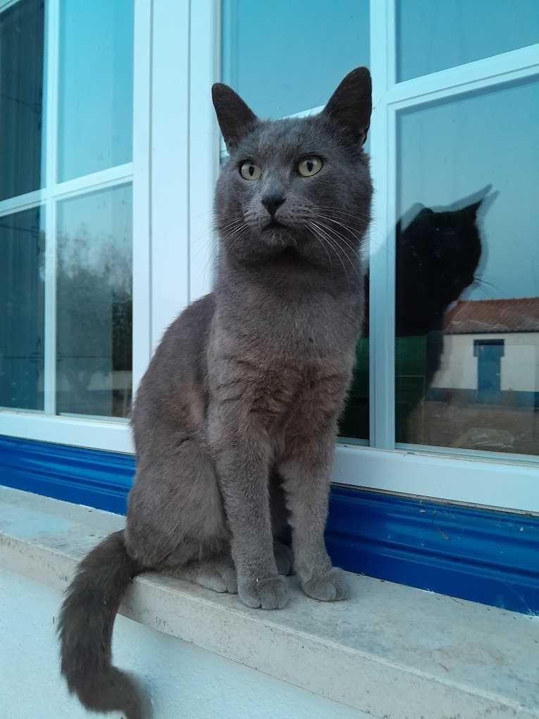 Linda gatinha para ter companhia e amor em casa
