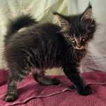 Kotka maine coon gotowa na zmianę domu