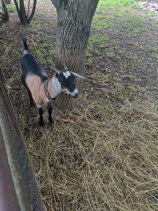 Заано нубійська козочка